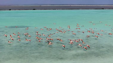 Bonaire Flamingos At Kralendijk In Bonaire Netherlands Antilles. Wildlife Landscape. Caribbean Background. Sea Birds Animals. Bonaire Flamingos At Kralendijk In Bonaire Netherlands Antilles. clipart