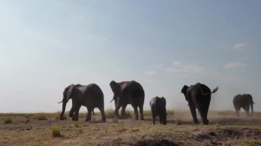 Kasane Botswana 'daki Chobe Ulusal Parkı' nda Safari Skyline. Afrika Hayvanları Peyzajı. Vahşi Yaşam Manzarası. Kasane Botswana 'daki Chobe Ulusal Parkı. Büyük Beş Hayvan. Vahşi Arkaplan.