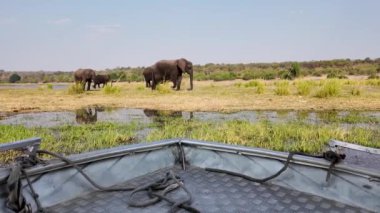Kasane Botswana 'daki Chobe Ulusal Parkı' nda Safari Skyline. Afrika Hayvanları Geçmişi. Vahşi yaşam manzarası. Kasane Botswana 'daki Chobe Ulusal Parkı. Safari Manzarası. Vahşi Sahne.