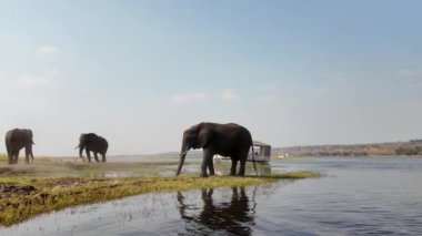 Kasane Botswana 'daki Chobe Ulusal Parkı' nda Afrika fili. Afrika Hayvanları Geçmişi. Vahşi yaşam manzarası. Kasane Botswana 'daki Chobe Ulusal Parkı. Safari Manzarası. Vahşi Sahne.