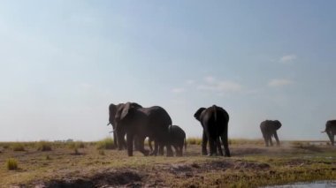Kasane Botswana 'daki Chobe Ulusal Parkı' nda Afrikalı filler. Afrika Hayvanları Geçmişi. Vahşi yaşam manzarası. Kasane Botswana 'daki Chobe Ulusal Parkı. Safari Manzarası. Vahşi Sahne.