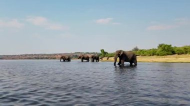 Kasane Botswana 'daki Chobe Ulusal Parkı' nda nehirdeki filler. Afrika Hayvanları Peyzajı. Vahşi Yaşam Manzarası. Kasane Botswana 'daki Chobe Ulusal Parkı. Büyük Beş Hayvan. Vahşi Arkaplan.