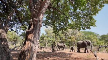 Kasane Botswana 'daki Chobe Ulusal Parkı' nda Safari Skyline. Afrika Hayvanları Peyzajı. Vahşi Yaşam Manzarası. Kasane Botswana 'daki Chobe Ulusal Parkı. Büyük Beş Hayvan. Vahşi Arkaplan.