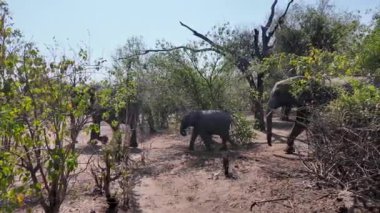 Kasane Botswana 'daki Chobe Ulusal Parkı' nda Afrikalı filler. Afrika Hayvanları Geçmişi. Vahşi yaşam manzarası. Kasane Botswana 'daki Chobe Ulusal Parkı. Safari Manzarası. Vahşi Sahne.