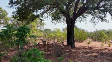 Kasane Botswana 'daki Chobe Ulusal Parkı' nda vahşi antiloplar. Afrika Hayvanları Geçmişi. Vahşi yaşam manzarası. Kasane Botswana 'daki Chobe Ulusal Parkı. Safari Manzarası. Vahşi Sahne.