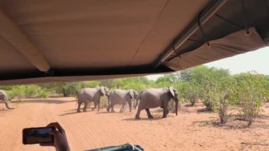 Kasane Botswana 'daki Chobe Ulusal Parkı' nda Safari Skyline. Afrika Hayvanları Geçmişi. Vahşi yaşam manzarası. Kasane Botswana 'daki Chobe Ulusal Parkı. Safari Manzarası. Vahşi Sahne.