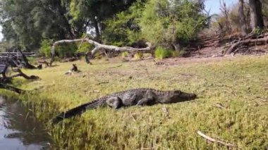 Kasane Botswana 'daki Chobe Ulusal Parkı' nda uyuyan timsah. Afrika Hayvanları Geçmişi. Vahşi yaşam manzarası. Kasane Botswana 'daki Chobe Ulusal Parkı. Safari Manzarası. Vahşi Sahne.