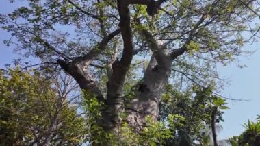 Kasane Botswana 'daki Chobe Ulusal Parkı' ndaki Baobab Ağacı. Afrika Hayvanları Peyzajı. Vahşi Yaşam Manzarası. Kasane Botswana 'daki Chobe Ulusal Parkı. Büyük Beş Hayvan. Vahşi Arkaplan.