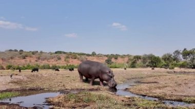 Kasane Botswana 'daki Chobe Ulusal Parkı' nda sudaki su aygırı. Afrika Hayvanları Geçmişi. Vahşi yaşam manzarası. Kasane Botswana 'daki Chobe Ulusal Parkı. Safari Manzarası. Vahşi Sahne.
