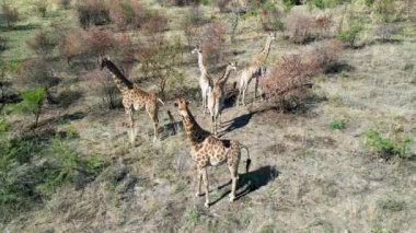 Zürafalar Kuzey Batı Afrika 'daki Pilanesberg Ulusal Parkı' nda. Afrika Hayvanları Peyzajı. Pilanesberg Ulusal Parkı. Pilanesberg Ulusal Parkı Kuzey Batı Güney Afrika 'da. Büyük Beş Hayvan.