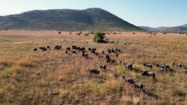 Kuzey Batı Afrika 'daki Pilanesberg Ulusal Parkı' nda vahşi bufalolar. Afrika Hayvanları Peyzajı. Pilanesberg Ulusal Parkı. Pilanesberg Ulusal Parkı Kuzey Batı Güney Afrika 'da. Büyük Beş Hayvan.