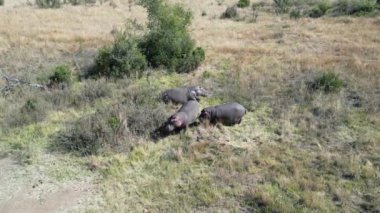 Kuzey Batı Afrika 'daki Rustenburg' da vahşi su aygırı. Afrika Hayvanları Peyzajı. Pilanesberg Ulusal Parkı. Rustenburg, Kuzey Batı Güney Afrika. Büyük Beş Hayvan. Vahşi Yaşam Safarisi.