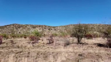 Kuzey Batı Afrika 'daki Pilanesberg Ulusal Parkı' nda Savannah Skyline. Afrika Hayvanları Peyzajı. Pilanesberg Ulusal Parkı. Pilanesberg Ulusal Parkı Kuzey Batı Güney Afrika 'da. Büyük Beş Hayvan.
