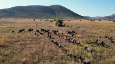 Kuzey Batı Afrika 'daki Pilanesberg Ulusal Parkı' nda vahşi antiloplar. Afrika Hayvanları Peyzajı. Pilanesberg Ulusal Parkı. Pilanesberg Ulusal Parkı Kuzey Batı Güney Afrika 'da. Büyük Beş Hayvan.