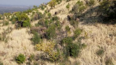 Kuzey Batı Güney Afrika 'daki Rustenburg' da vahşi filler. Afrika Hayvanları Peyzajı. Pilanesberg Ulusal Parkı. Rustenburg, Kuzey Batı Güney Afrika. Büyük Beş Hayvan. Vahşi Yaşam Safarisi.