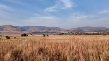 Kuzey Batı Afrika 'daki Pilanesberg Ulusal Parkı' nda Savannah Skyline. Afrika Hayvanları Peyzajı. Pilanesberg Ulusal Parkı. Pilanesberg Ulusal Parkı Kuzey Batı Güney Afrika 'da. Büyük Beş Hayvan.