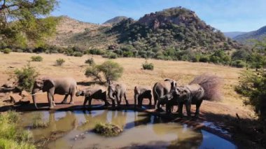 Kuzey Batı Afrika 'daki Pilanesberg Ulusal Parkı' nda vahşi filler. Afrika Hayvanları Peyzajı. Pilanesberg Ulusal Parkı. Pilanesberg Ulusal Parkı Kuzey Batı Güney Afrika 'da. Büyük Beş Hayvan.