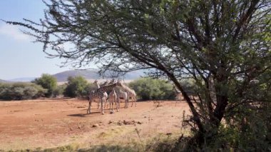 Kuzey Batı Afrika 'daki Pilanesberg Ulusal Parkı' nda Savannah Skyline. Afrika Hayvanları Peyzajı. Pilanesberg Ulusal Parkı. Pilanesberg Ulusal Parkı Kuzey Batı Güney Afrika 'da. Büyük Beş Hayvan.