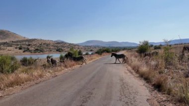 Kuzey Batı Afrika 'daki Pilanesberg Ulusal Parkı' nda Zebralar Sokakta. Afrika Hayvanları Peyzajı. Pilanesberg Ulusal Parkı. Pilanesberg Ulusal Parkı Kuzey Batı Güney Afrika 'da. Büyük Beş Hayvan.