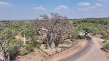 Kuzey Zimbabwe 'deki Victoria Şelalesi' nde Baobab manzarası. Baobab Ağacı manzarası. Vahşi Yaşam Manzarası. Kuzey Zimbabwe 'de Victoria Şelalesi. Baobab 'ı izole ettim. Vahşi Arkaplan.