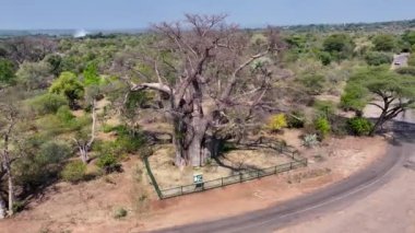 Kuzey Zimbabwe, Matabeleland 'deki Victoria Şelalesi' ndeki ünlü Büyük Ağaç. Baobab Ağacı manzarası. Vahşi Yaşam Manzarası. Kuzey Zimbabwe 'de Victoria Şelalesi. Baobab 'ı izole ettim. Vahşi Arkaplan.
