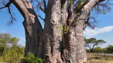 Kuzey Zimbabwe 'deki Victoria Şelalesi' nde Baobab manzarası. Baobab Ağacı manzarası. Vahşi Yaşam Manzarası. Kuzey Zimbabwe 'de Victoria Şelalesi. Baobab 'ı izole ettim. Vahşi Arkaplan.