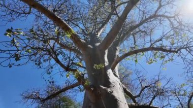 Kuzey Zimbabwe 'deki Victoria Şelalesi' nde Baobab manzarası. Baobab Ağacı manzarası. Vahşi Yaşam Manzarası. Kuzey Zimbabwe 'de Victoria Şelalesi. Baobab 'ı izole ettim. Vahşi Arkaplan.