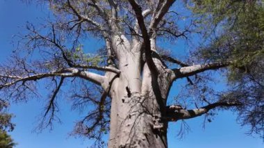 Kuzey Zimbabwe 'deki Victoria Şelalesi' nde Baobab manzarası. Baobab Ağacı manzarası. Vahşi Yaşam Manzarası. Kuzey Zimbabwe 'de Victoria Şelalesi. Baobab 'ı izole ettim. Vahşi Arkaplan.