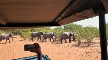 Safari Skyline At Chobe National Park In Kasane Botswana. African Animals Background. Wildlife Landscape. Chobe National Park At Kasane Botswana. Safari Scenery. Wild Scene. clipart