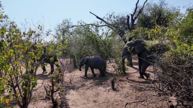 Kasane Botswana 'daki Chobe Ulusal Parkı' nda Afrikalı filler. Afrika Hayvanları Geçmişi. Vahşi yaşam manzarası. Kasane Botswana 'daki Chobe Ulusal Parkı. Safari Manzarası. Vahşi Sahne.