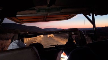 Kuzey Batı Afrika 'daki Pilanesberg Ulusal Parkı' ndaki Gergedanlar. Afrika Hayvanları Peyzajı. Pilanesberg Ulusal Parkı. Pilanesberg Ulusal Parkı Kuzey Batı Güney Afrika 'da. Büyük Beş Hayvan.