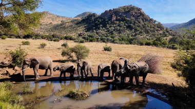 Kuzey Batı Afrika 'daki Pilanesberg Ulusal Parkı' nda vahşi filler. Afrika Hayvanları Peyzajı. Pilanesberg Ulusal Parkı. Pilanesberg Ulusal Parkı Kuzey Batı Güney Afrika 'da. Büyük Beş Hayvan.
