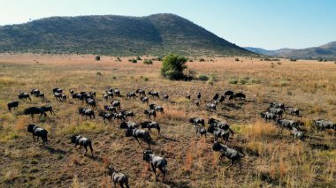 Kuzey Batı Afrika 'daki Pilanesberg Ulusal Parkı' nda vahşi bufalolar. Afrika Hayvanları Peyzajı. Pilanesberg Ulusal Parkı. Pilanesberg Ulusal Parkı Kuzey Batı Güney Afrika 'da. Büyük Beş Hayvan.