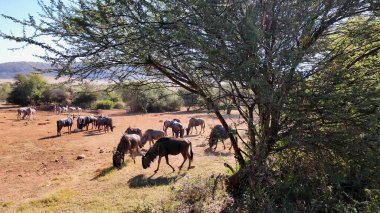 Kuzey Batı Güney Afrika 'daki Rustenburg' da vahşi yaşam silueti. Afrika Hayvanları Peyzajı. Pilanesberg Ulusal Parkı. Rustenburg, Kuzey Batı Güney Afrika. Büyük Beş Hayvan. Vahşi Yaşam Safarisi.
