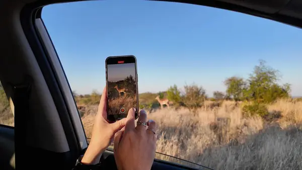 stock image Wild Antelope At Rustenburg In North West South Africa. African Animals Landscape. Pilanesberg National Park. Rustenburg At North West South Africa. Big Five Animals. Wildlife Safari.