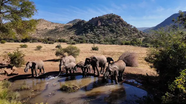 stock image Africans Elephants At Rustenburg In North West South Africa. African Animals Landscape. Pilanesberg National Park. Rustenburg At North West South Africa. Big Five Animals. Wildlife Safari.