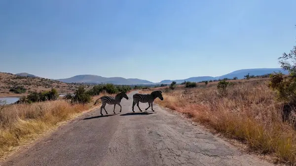 stock image Zebras On Street At Pilanesberg National Park In North West South Africa. African Animals Landscape. Pilanesberg National Park. Pilanesberg National Park At North West South Africa. Big Five Animals.