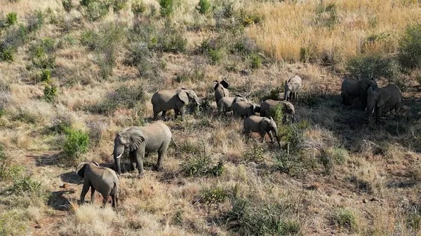 stock image Wild Elephants At Rustenburg In North West South Africa. African Animals Landscape. Pilanesberg National Park. Rustenburg At North West South Africa. Big Five Animals. Wildlife Safari.