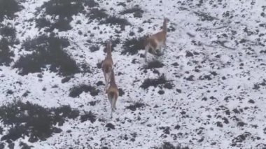 Santa Cruz Arjantin 'deki El Calafate' de vahşi Guanacos. Safari Patagonya. Vahşi Hayvanlar. Santa Cruz Arjantin. Guanacos Vahşi Yaşam. Santa Cruz Arjantin 'deki El Calafate' de Vahşi Guanacos.