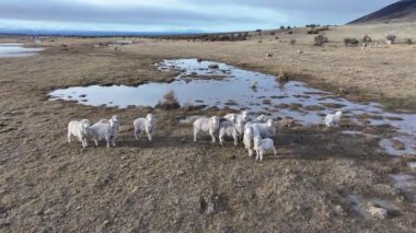 Santa Cruz Arjantin 'deki El Calafate' de vahşi koyunlar. Safari Patagonya. Vahşi Hayvanlar. Santa Cruz Arjantin. Koyun Vahşi Yaşam. Santa Cruz Arjantin 'de El Calafate' de Vahşi Koyunlar.