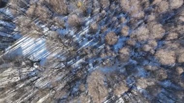 Patagonya Bosk, Ushuaia 'da, Arjantin' in sonunda. Kış manzarası. Harika bir açık hava. Arjantin 'in sonu. Kar Kaplama Ormanı. Ushuaia 'da Patagonya Bosk Dünya Arjantin' inin sonunda.