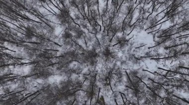 Tierra Del Fuego Arjantin 'deki Ushuaia' daki Patagonya Ormanı. Kış manzarası. Açık havada dönüş. Kar Kaplama Ormanı. Ushuaia 'daki Patagonya Ormanı Tierra Del Fuego Arjantin.