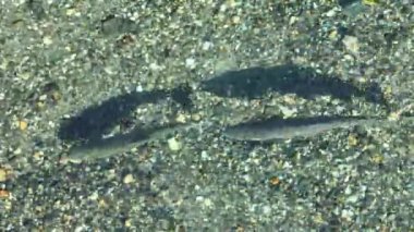 Rio Negro Arjantin 'deki Bariloche' de Alabalık Yumurtluyor. Yumurtlama Sahnesi. Buz nehri. Patagonya Peyzajı. Rio Zenci Arjantin 'de Bariloche' de Alabalık Yumurtluyor.