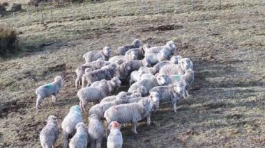 Santa Cruz Arjantin 'deki El Calafate' de koyun sürüsü. Safari Patagonya. Vahşi Hayvanlar. Santa Cruz Arjantin. Koyun Vahşi Yaşam. Santa Cruz Arjantin 'deki El Calafate' de Koyun Sürüsü.