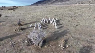 Santa Cruz Arjantin 'deki El Calafate' de koyun sürüsü. Safari Patagonya. Vahşi Hayvanlar. Santa Cruz Arjantin. Koyun Vahşi Yaşam. Santa Cruz Arjantin 'deki El Calafate' de Koyun Sürüsü.