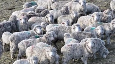 Santa Cruz Arjantin 'deki El Calafate' de koyun sürüsü. Safari Patagonya. Vahşi Hayvanlar. Santa Cruz Arjantin. Koyun Vahşi Yaşam. Santa Cruz Arjantin 'deki El Calafate' de Koyun Sürüsü.