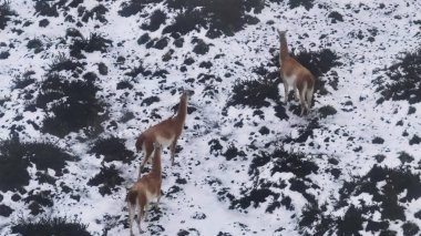 Santa Cruz Arjantin 'deki El Calafate' de vahşi Guanacos. Safari Patagonya. Vahşi Hayvanlar. Santa Cruz Arjantin. Guanacos Vahşi Yaşam. Santa Cruz Arjantin 'deki El Calafate' de Vahşi Guanacos.