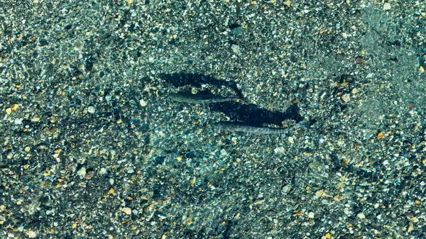 stock image Trout Fish At Bariloche In Rio Negro Argentina. Spawning Scene. Icy River. Patagonia Landscape. Trout Fish At Bariloche In Rio Negro Argentina.