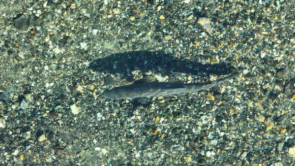 stock image Trout Fish At Bariloche In Rio Negro Argentina. Spawning Scene. Icy River. Patagonia Landscape. Trout Fish At Bariloche In Rio Negro Argentina.