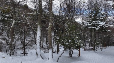 Tierra Del Fuego Arjantin 'deki Ushuaia' daki Patagonya Ormanı. Kış manzarası. Açık hava manzarası. Kar Kaplama Ormanı. Ushuaia 'daki Patagonya Ormanı Tierra Del Fuego Arjantin.